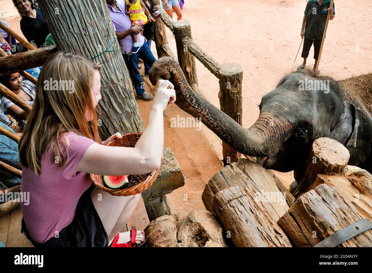 26. August 2016 - pinnawala, sri lanka. Ein Tourist gibt die Lebensmittel an Elefanten in pinnawala Elefanten Waisenhaus, srilanka Stockfoto