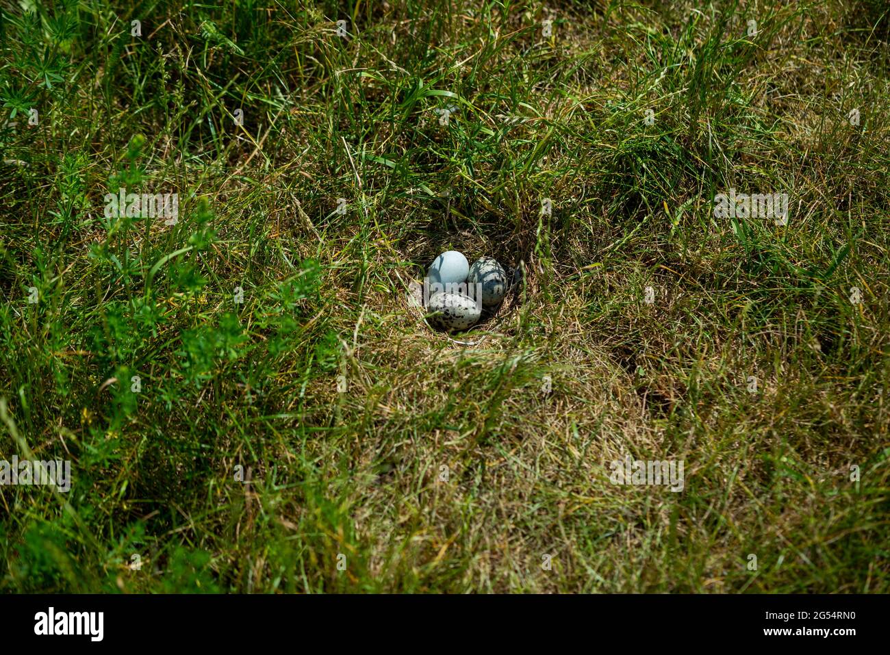 Heringsmöwe, Larus argentatus, nisten mit Eiern im grünen Gras. Stockfoto