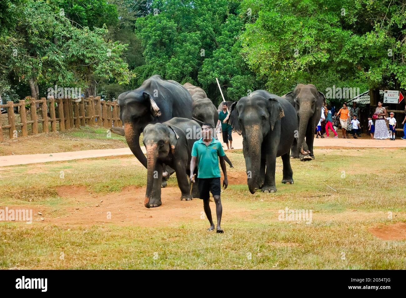 26. August 2016 - pinnawala, sri lanka. Die Person, die sich um den Elefanten und seine Elefanten in pinnawala, Sri lanka kümmert Stockfoto