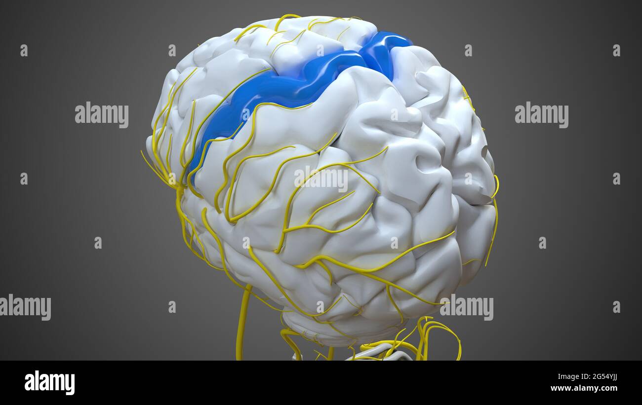 Gehirn-präzentrale Gyrus-Anatomie für medizinisches Konzept 3D-Illustration Stockfoto