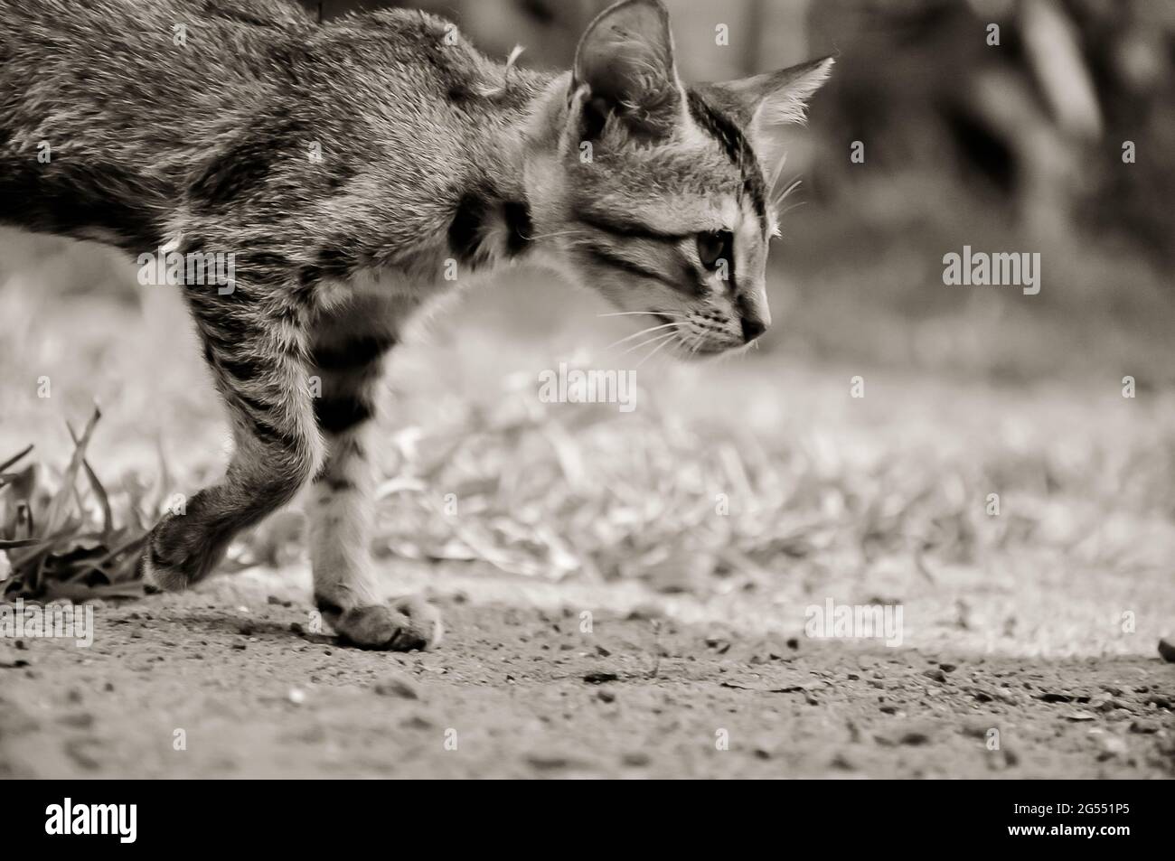 Eine kleine Katze zu Fuß für die Opfer. Es ist ein Schwarzweißbild Stockfoto
