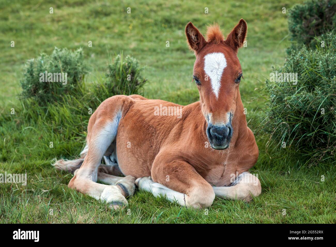 Schönes junges wildes Moorpony bei Bodmin Moor in Cornwall. Stockfoto