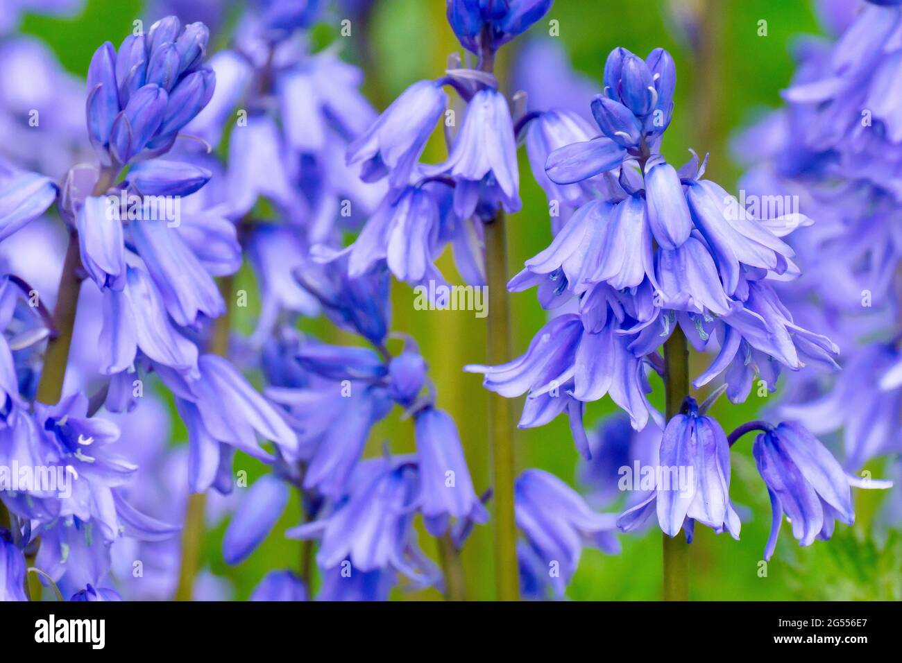 Bluebells oder Wilde Hyazinthen (endymion non-scriptus oder Hyacinthoides non-scripta), Nahaufnahme eines Blütenkeilchens. Stockfoto