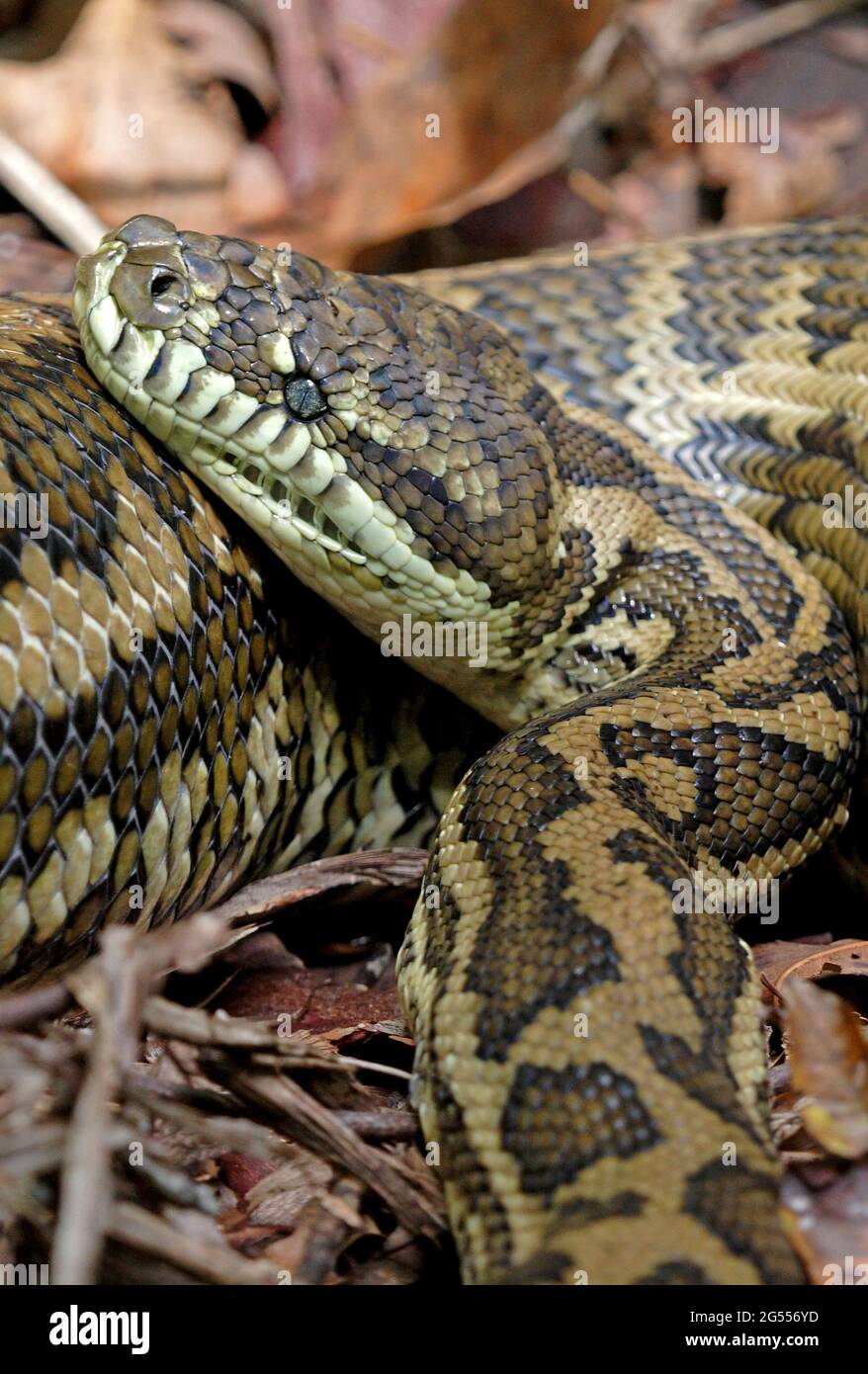 Carpet Python (Morelia spilota variegata) Nahaufnahme des Kopfes eines großen Erwachsenen in Ruhe Tamborine Mountain NP, Queensland, Australien Februar Stockfoto