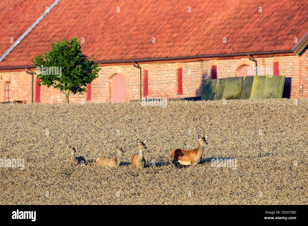 Rothirsch (Cervus elaphus) Junghirsch, Weibchen/Hintern und zwei Kälber, die im Sommer vor dem Farmgebäude auf Weizenfeld/Maisfeld Nahrungssuche machen Stockfoto