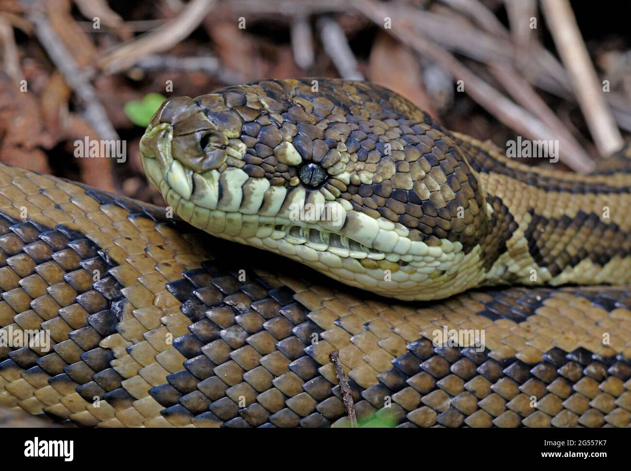 Carpet Python (Morelia spilota variegata) Nahaufnahme des Kopfes eines großen Erwachsenen in Ruhe Tamborine Mountain NP, Queensland, Australien Februar Stockfoto