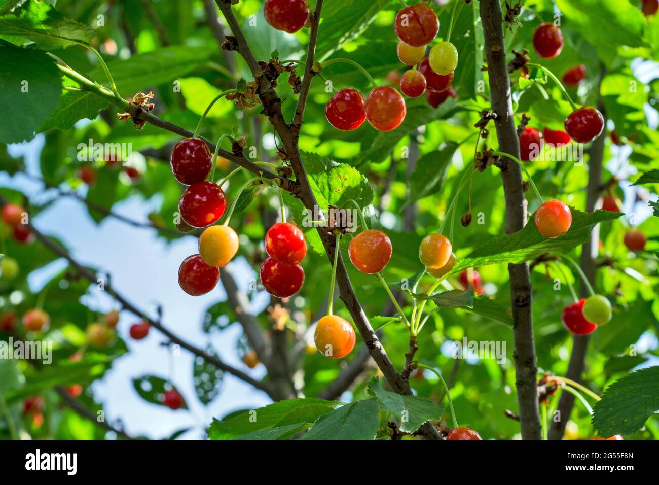 Kirschen auf einem sonnenbeschienenen Baum. Die Kirschen sind noch nicht vollreif. Stockfoto