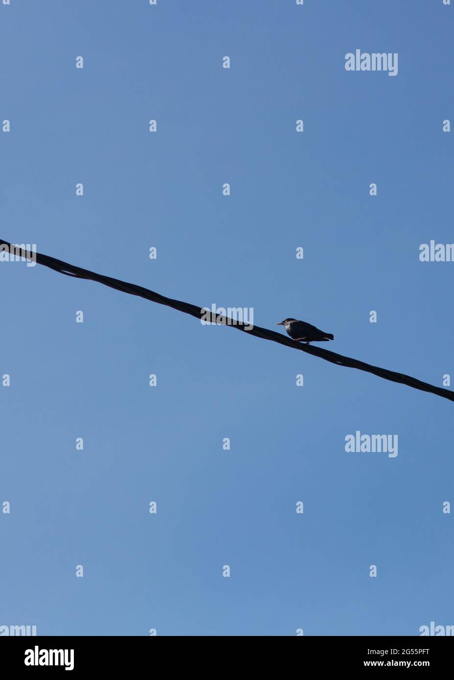 Kleiner Vogel, der auf einem elektrischen Kabel auf einem klaren blauen Himmel isoliert steht. Minimalistisches Foto von Vogel auf Draht. Vertikales Bild mit leerem Raum Stockfoto