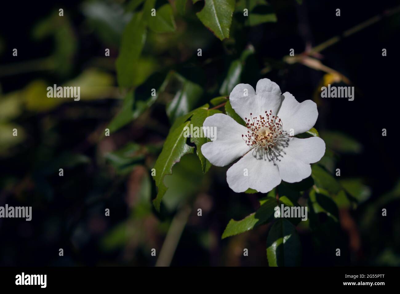 Nahaufnahme einer einzelnen Hunderosenblume oder Rosa Canina mit weißen Blütenblättern, die im Wald wachsen Stockfoto