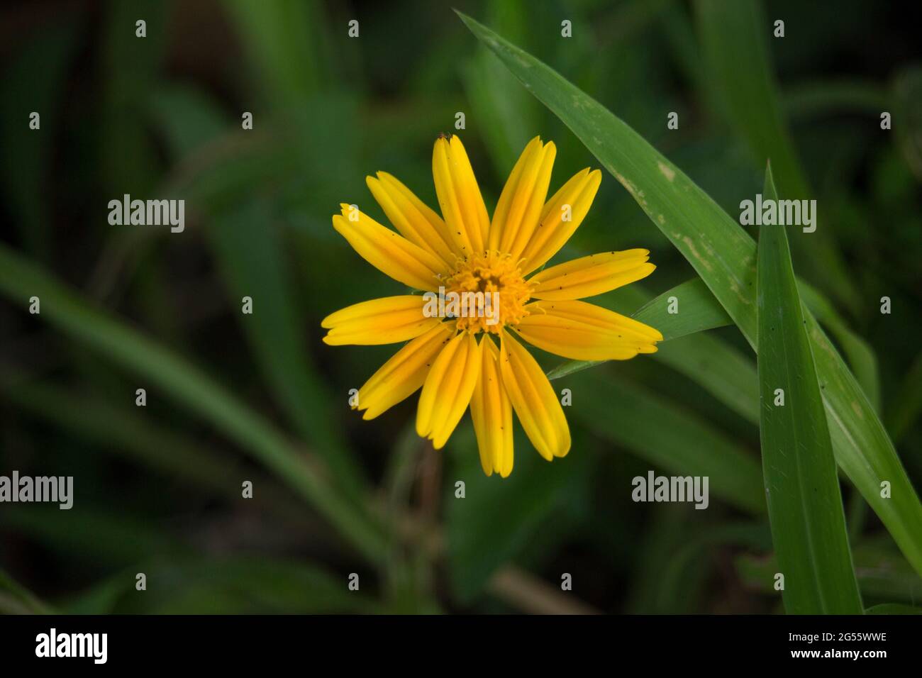 Makro-Details der Sommer Schwefel Cosmos Blume. Stockfoto