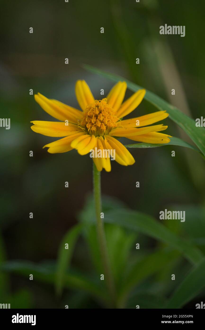Makro-Details der Sommer Schwefel Cosmos Blume. Stockfoto