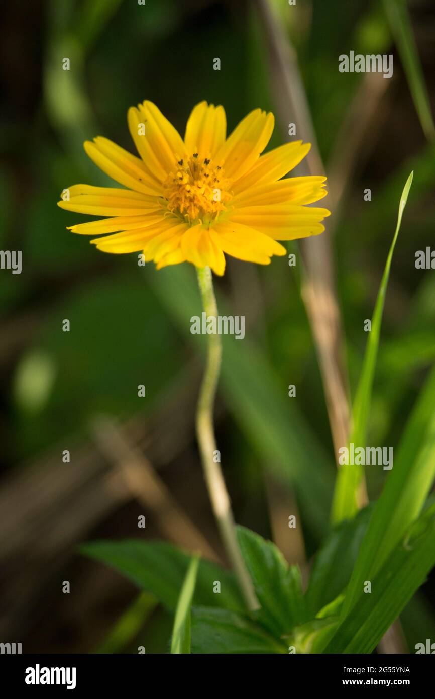 Makro-Details der Sommer Schwefel Cosmos Blume. Stockfoto