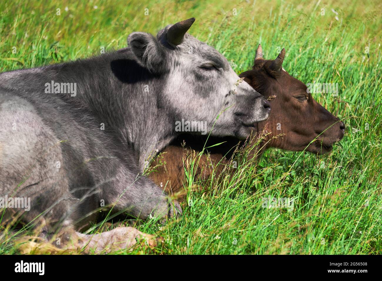 Zwei Kühe auf der Weide liegen schluchzend aneinander Stockfoto