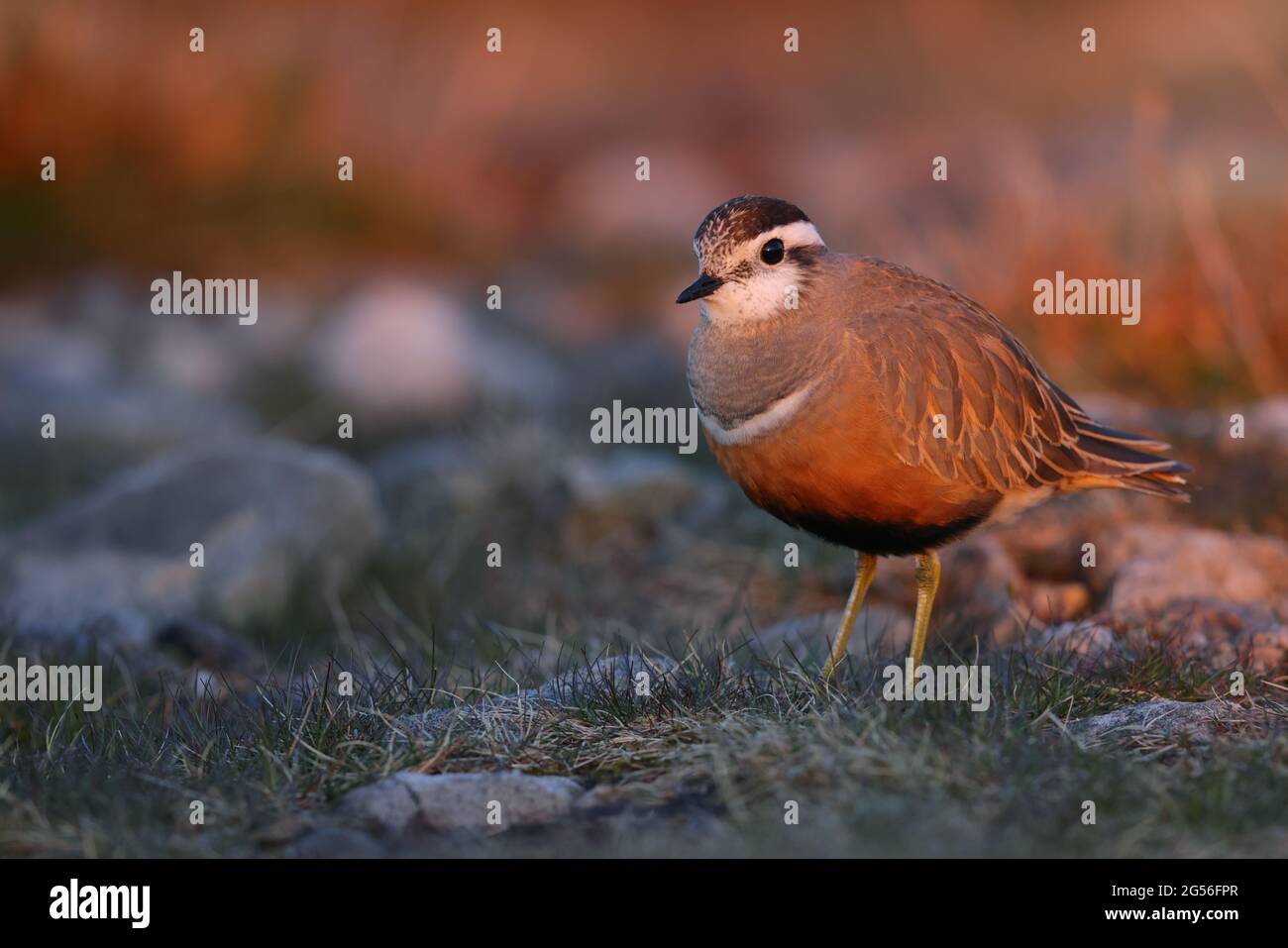 Eine Erwachsene weibliche eurasische Dotterel (Charadrius morinellus) in der Zucht von Gefieder auf der traditionellen Wanderungsstation von Pendle Hill, Lancashire, Großbritannien Stockfoto