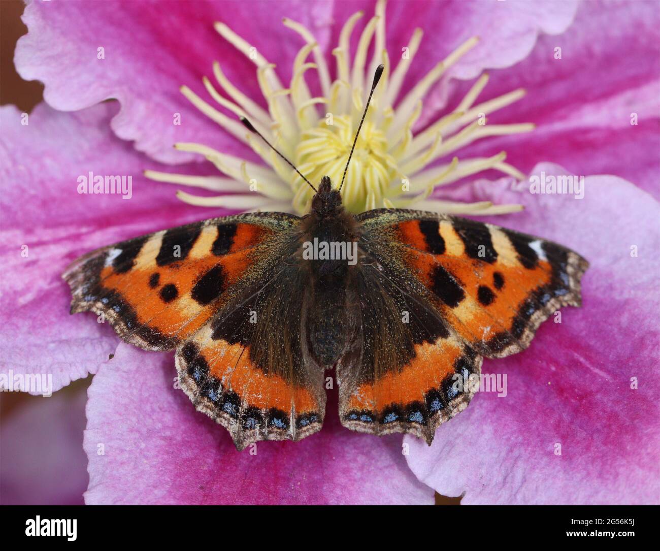 Kleiner Tortoiseshell Schmetterling auf rosa Blume Stockfoto