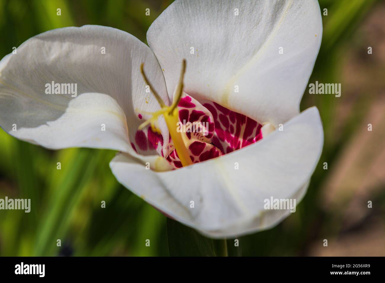 Tigridia. pfauenblüte. tiger- oder Muschelblüten Stockfoto