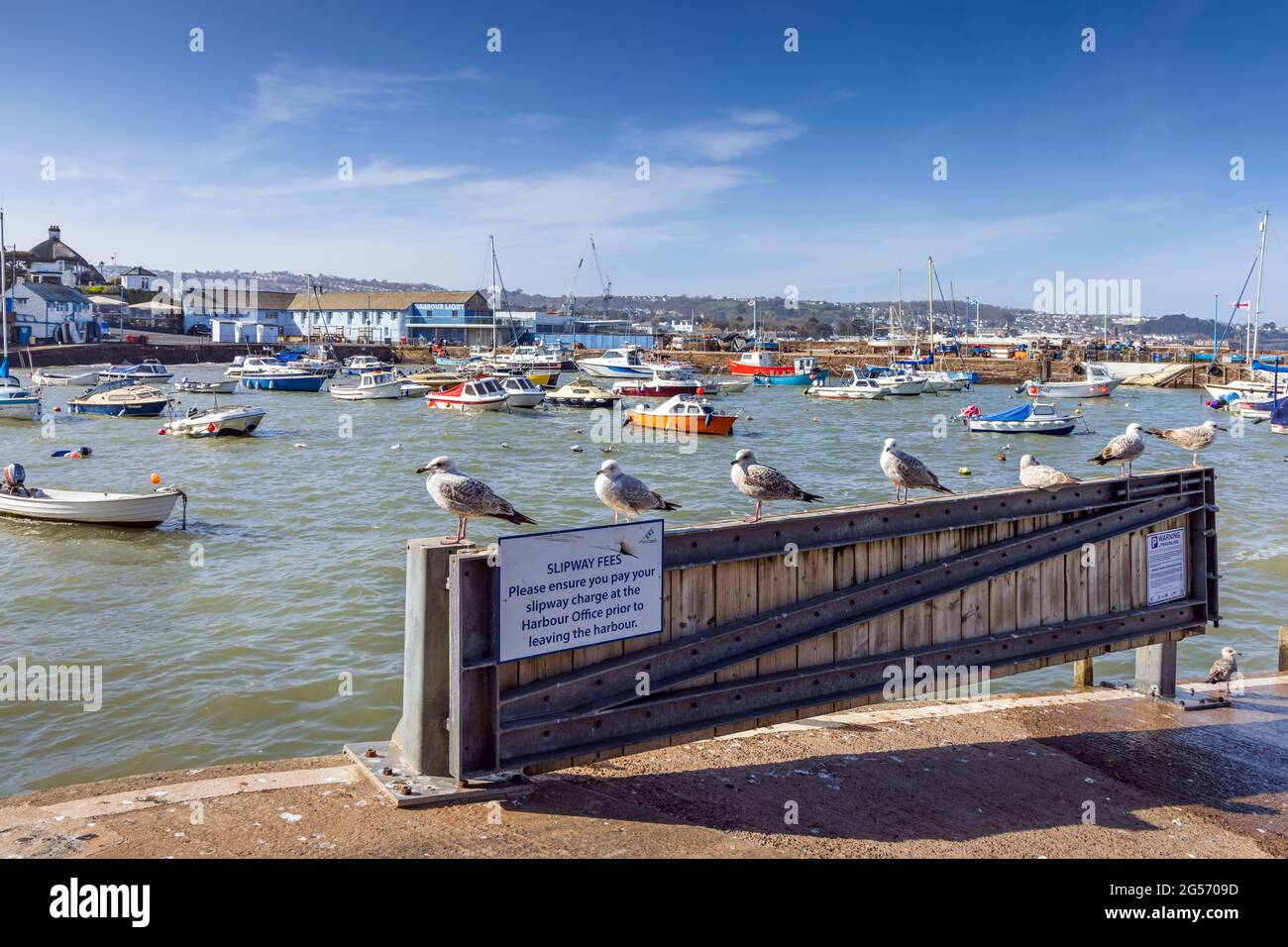 Jungmöwen am Schlupftor von Paignton Harbour in Süd-Devon. Stockfoto
