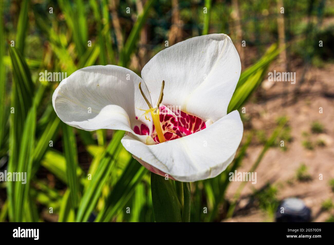Tigridia. pfauenblüte. tiger- oder Muschelblüten Stockfoto