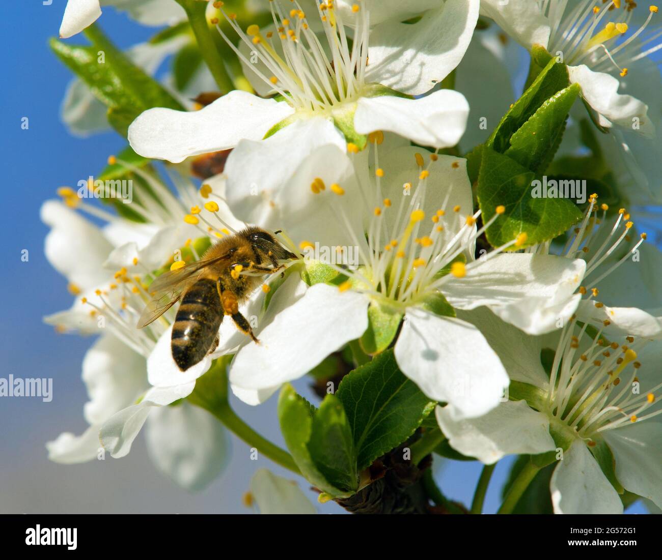 Biene oder Honigbiene auf weißen Pflaumenbaum Blume, Honigbiene ist in latein apis mellifera, Frühling Ansicht Stockfoto