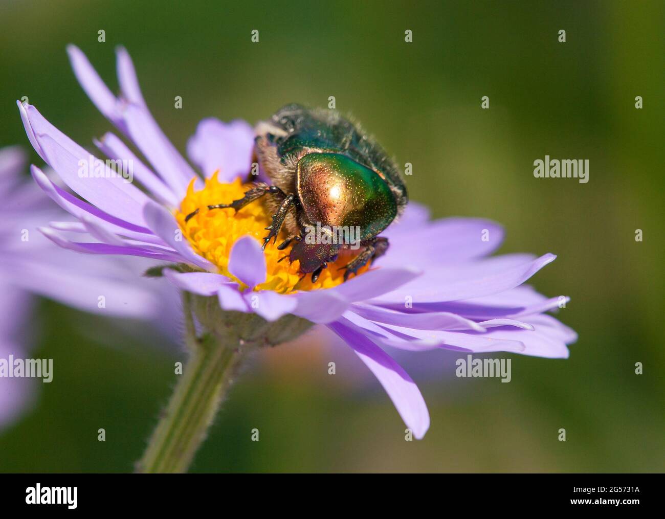 Grüner Rosenblütenchafer in lateinischer Cetonia aurata - Insekt Sitzende und bestäubte Blume Stockfoto