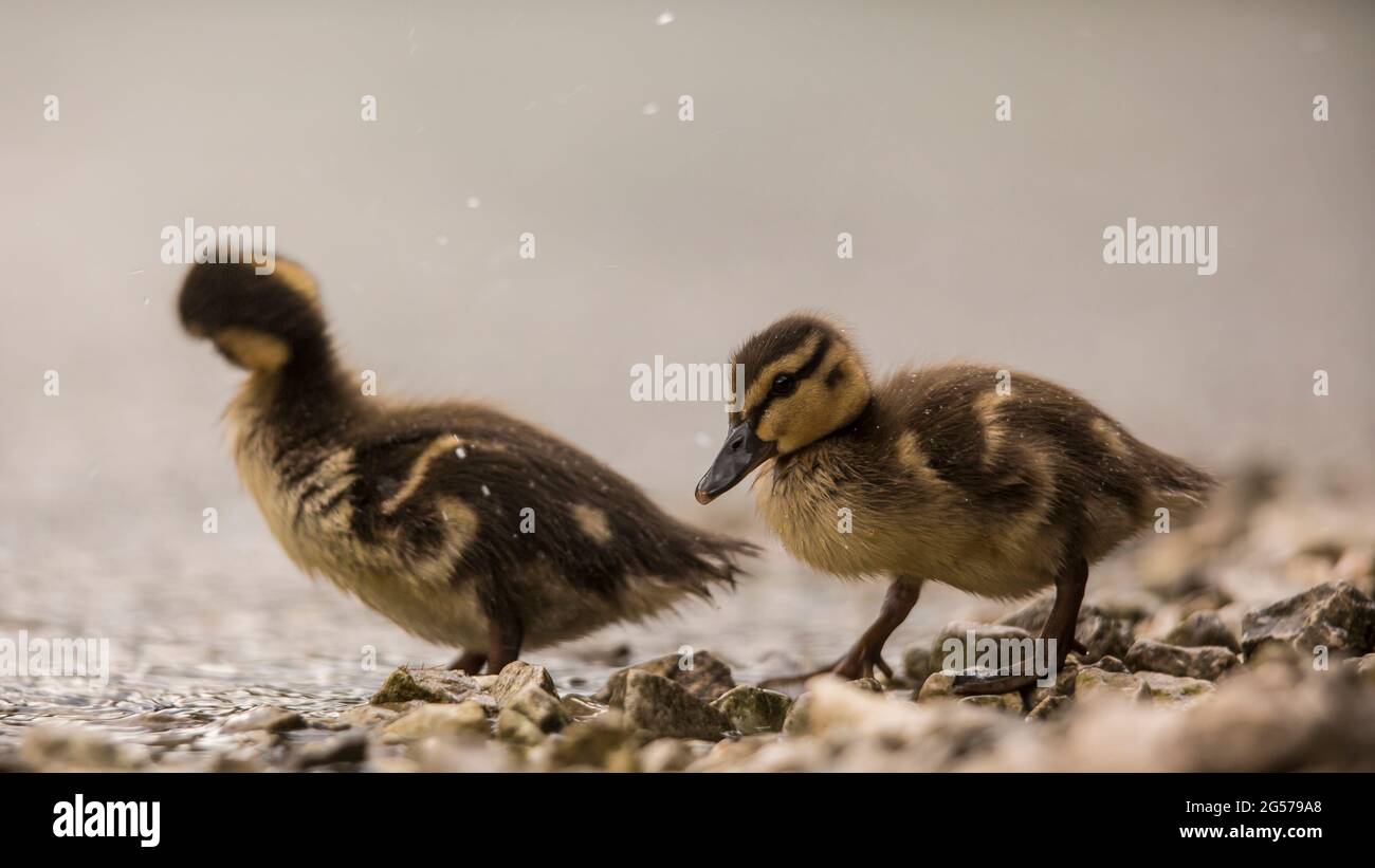 Zwei Geschwister von wilder Entenschneckenmallard (Anas platrhynchos) an der Küste zu Beginn des kurzen Sommerregens. Stockfoto