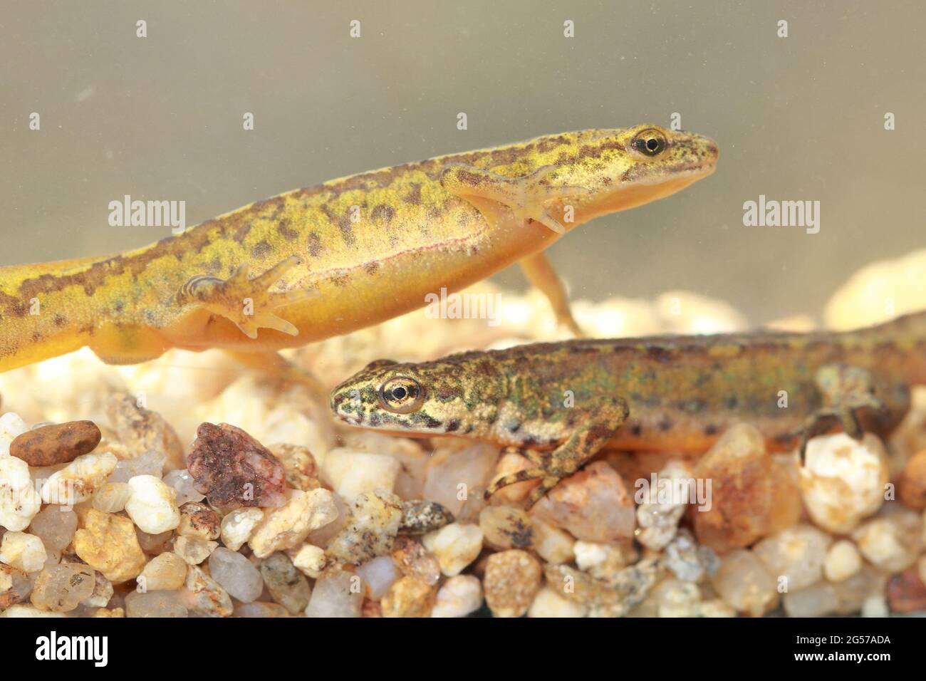 Karpaten-Molch (Lissotriton mantandoni) paart in der Brutzeit unter Wasser Stockfoto