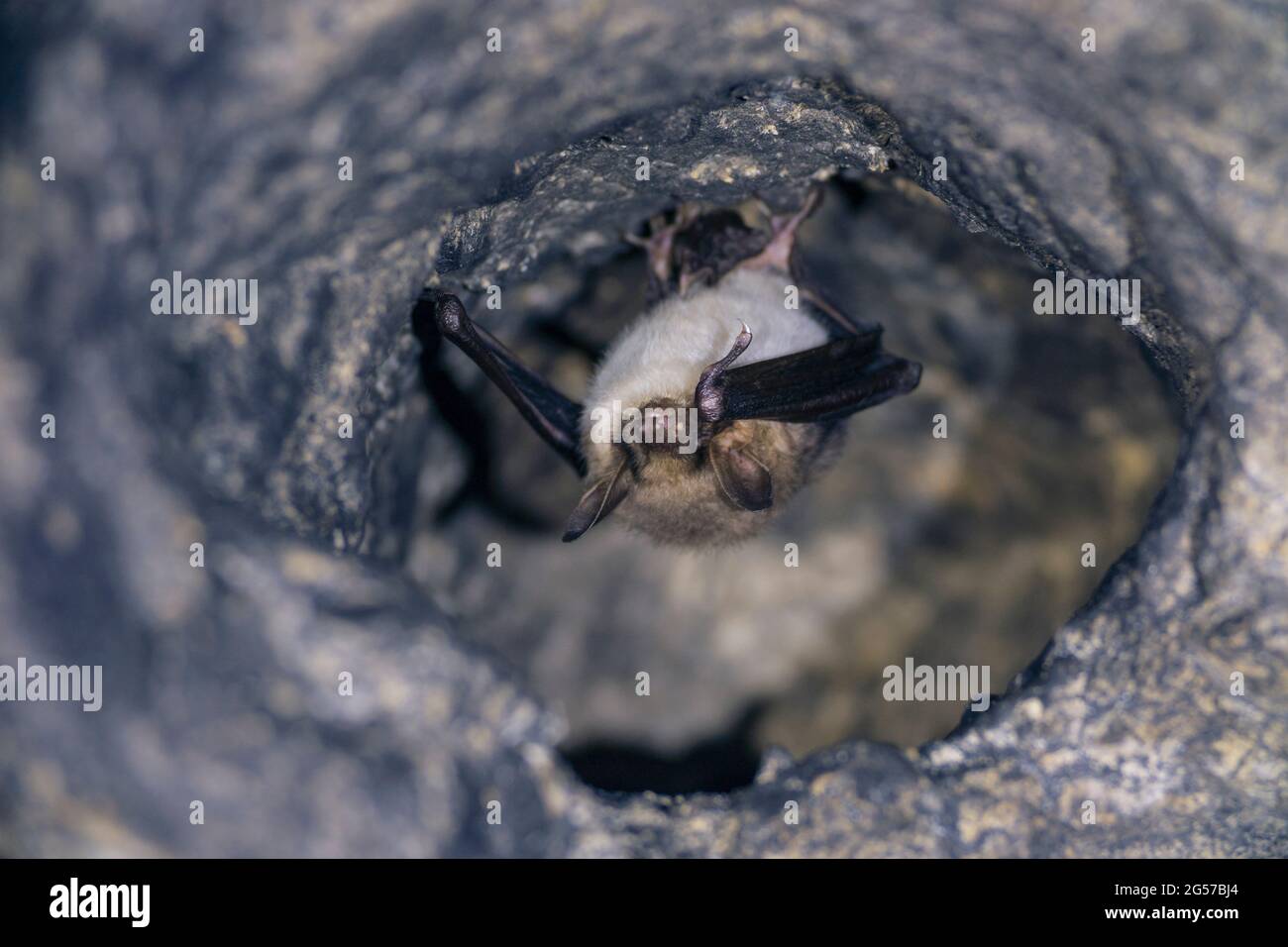 Close up seltsames Tier mehr mouse-eared bat Myotis myotis kopfüber in das Loch der Höhle und überwintern. Wildlife Fotografie. Stockfoto