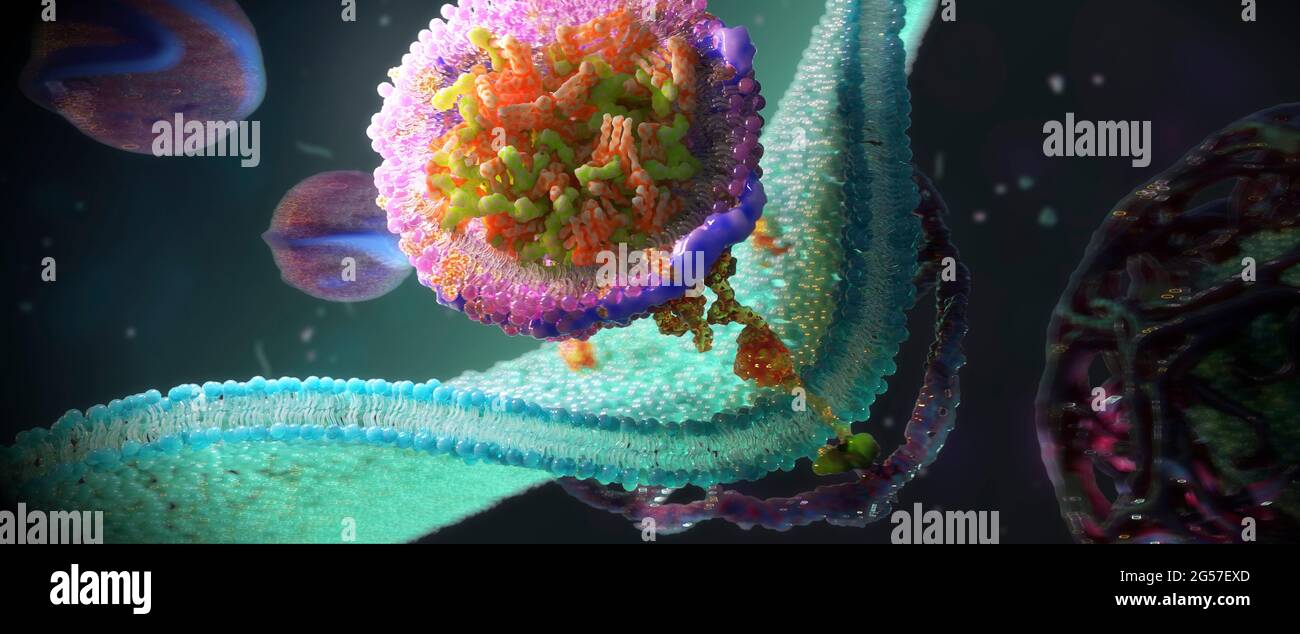 LDL-Rezeptoren auf der Zellmembran, Abbildung Stockfoto