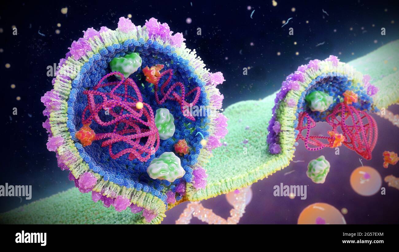 Arenavirus-Partikel keimend, Illustration Stockfoto