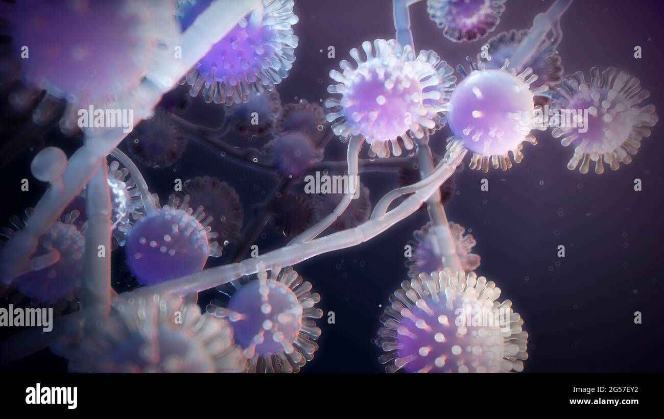 Histoplasmosis capsulatum histoplasma capsulatum Fotos und