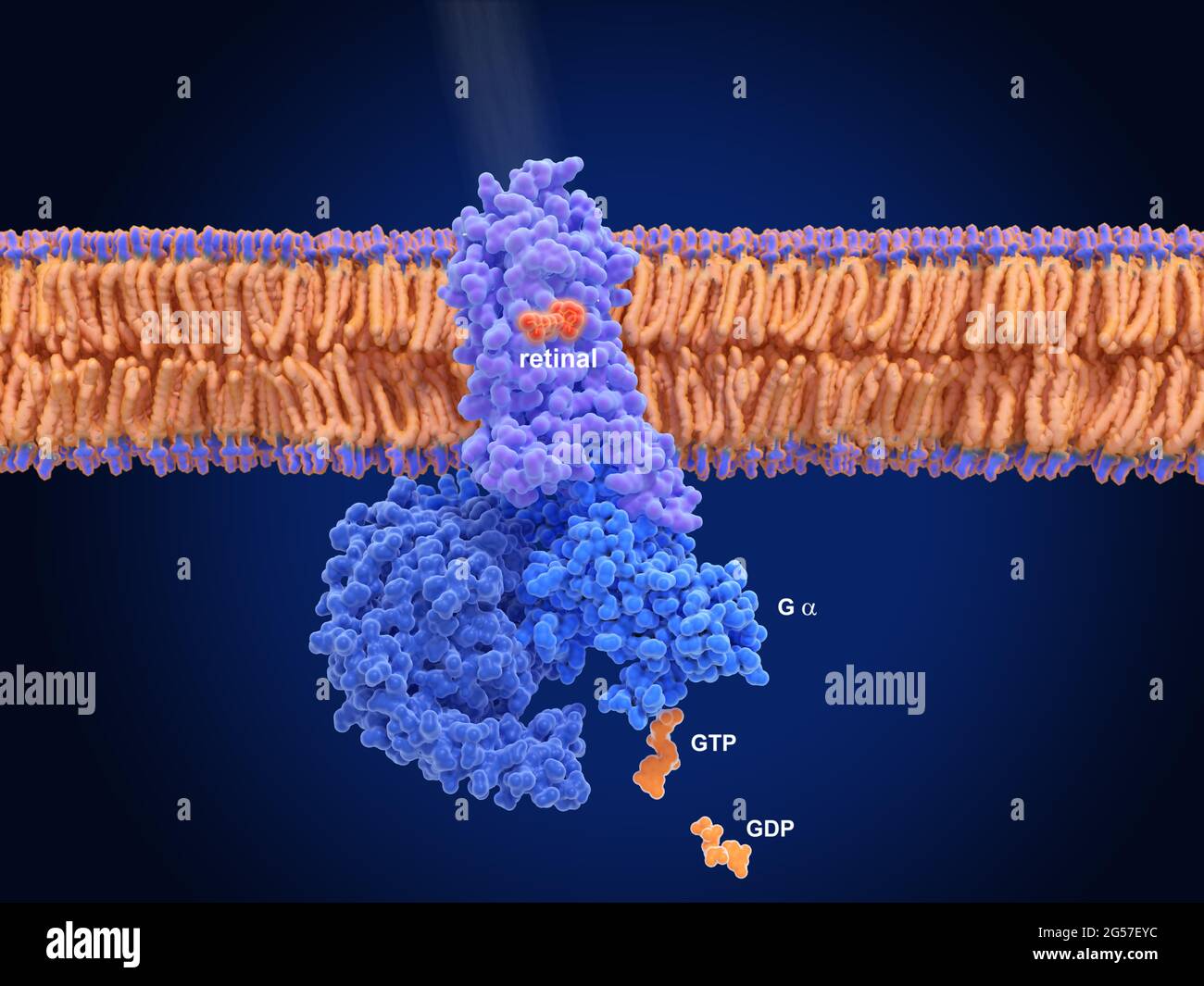 Aktivierung von Rhodopsin durch Licht, molekulares Modell Stockfoto