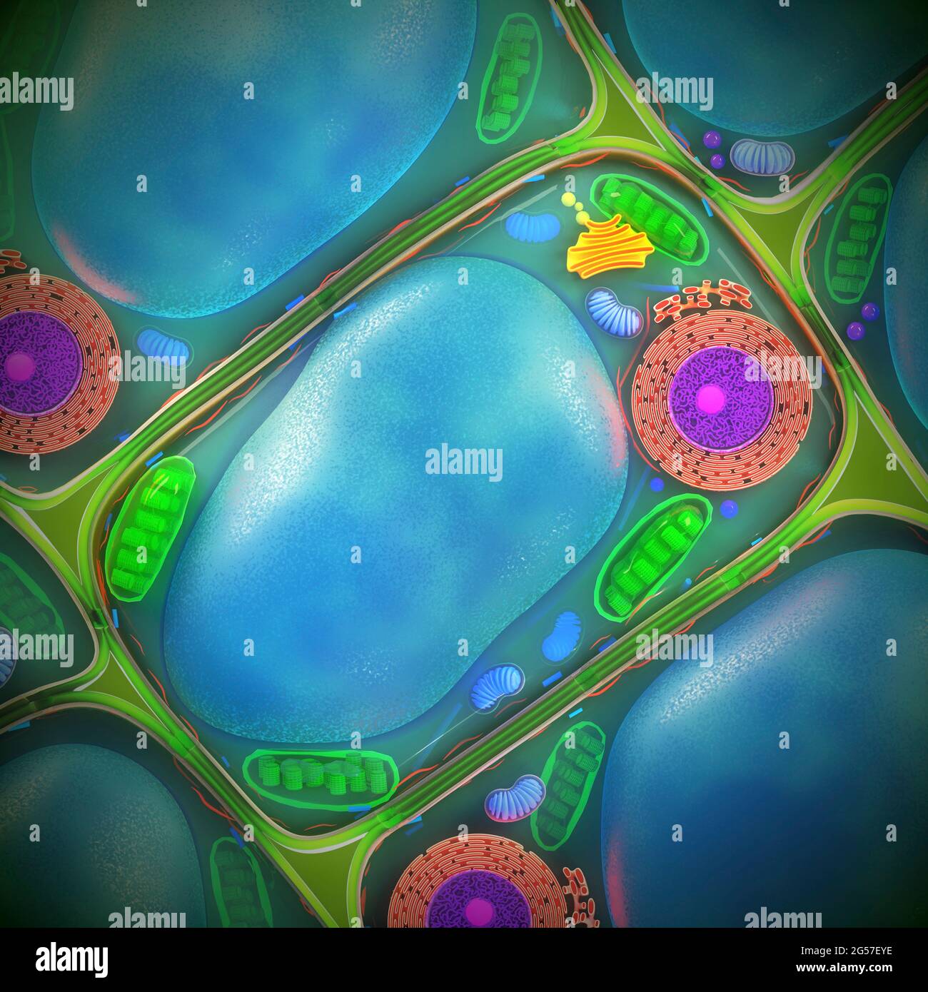 Struktur der Pflanzenzellen, Abbildung Stockfoto
