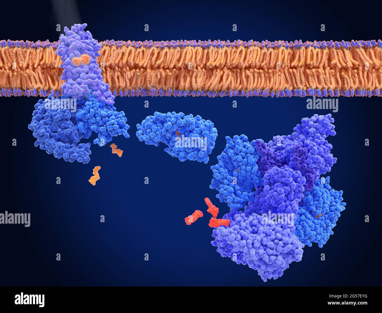 Aktivierung von Rhodopsin durch Licht, molekulares Modell Stockfoto