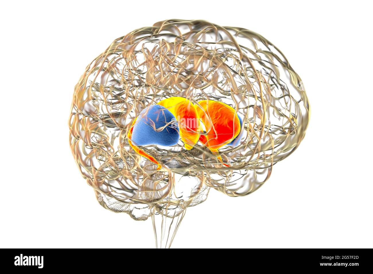 Dorsales Striatum im Gehirn, Illustration Stockfoto