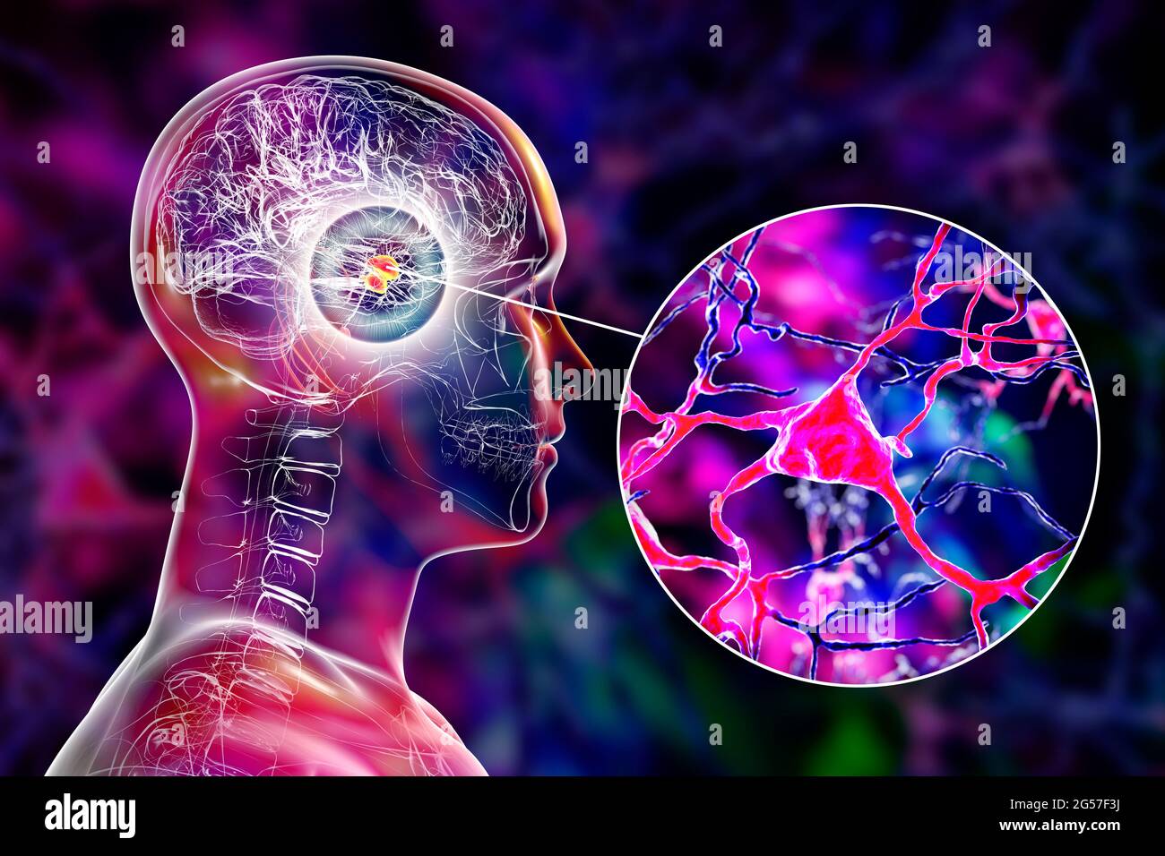 Amygdala und Neuronen im Gehirn, Illustration Stockfoto