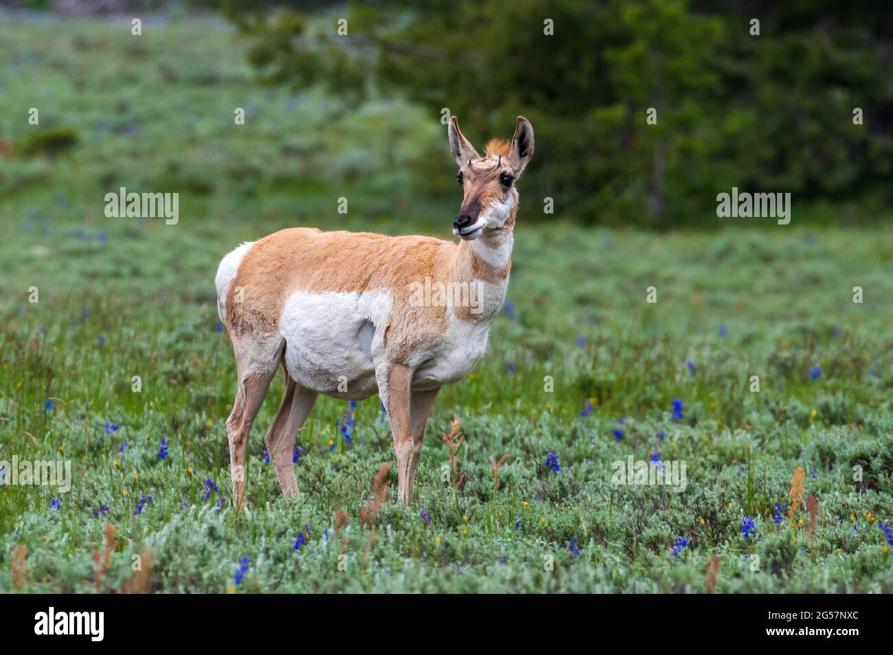 Antilope im Feld der wilden Blumen, Tetons Wyoming Stockfoto