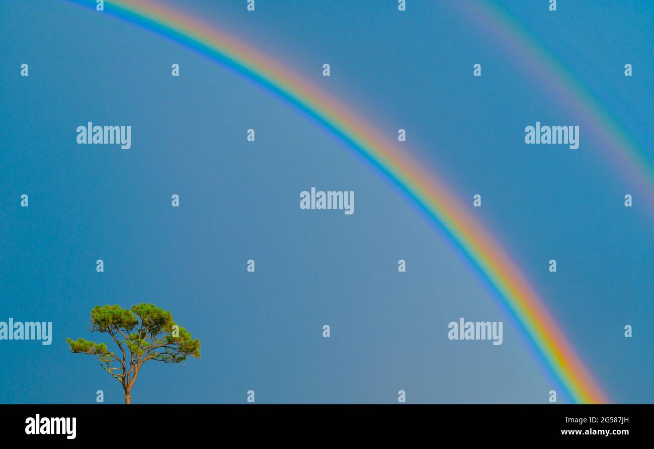Einzelner Baum und doppelter Regenbogen am blauen Himmel Stockfoto