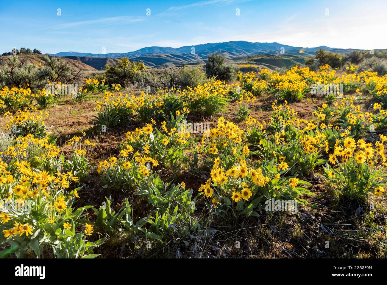 USA, Idaho, Boise, Feld der Pfeilblatt-Balsamroot (Balsamorhiza sagittata) Stockfoto