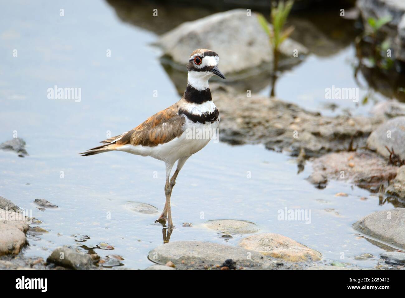 killdeer-Raubvögel oder Charadrius vociferus watend am Seeufer im seichten Wasser zwischen Felsen Stockfoto