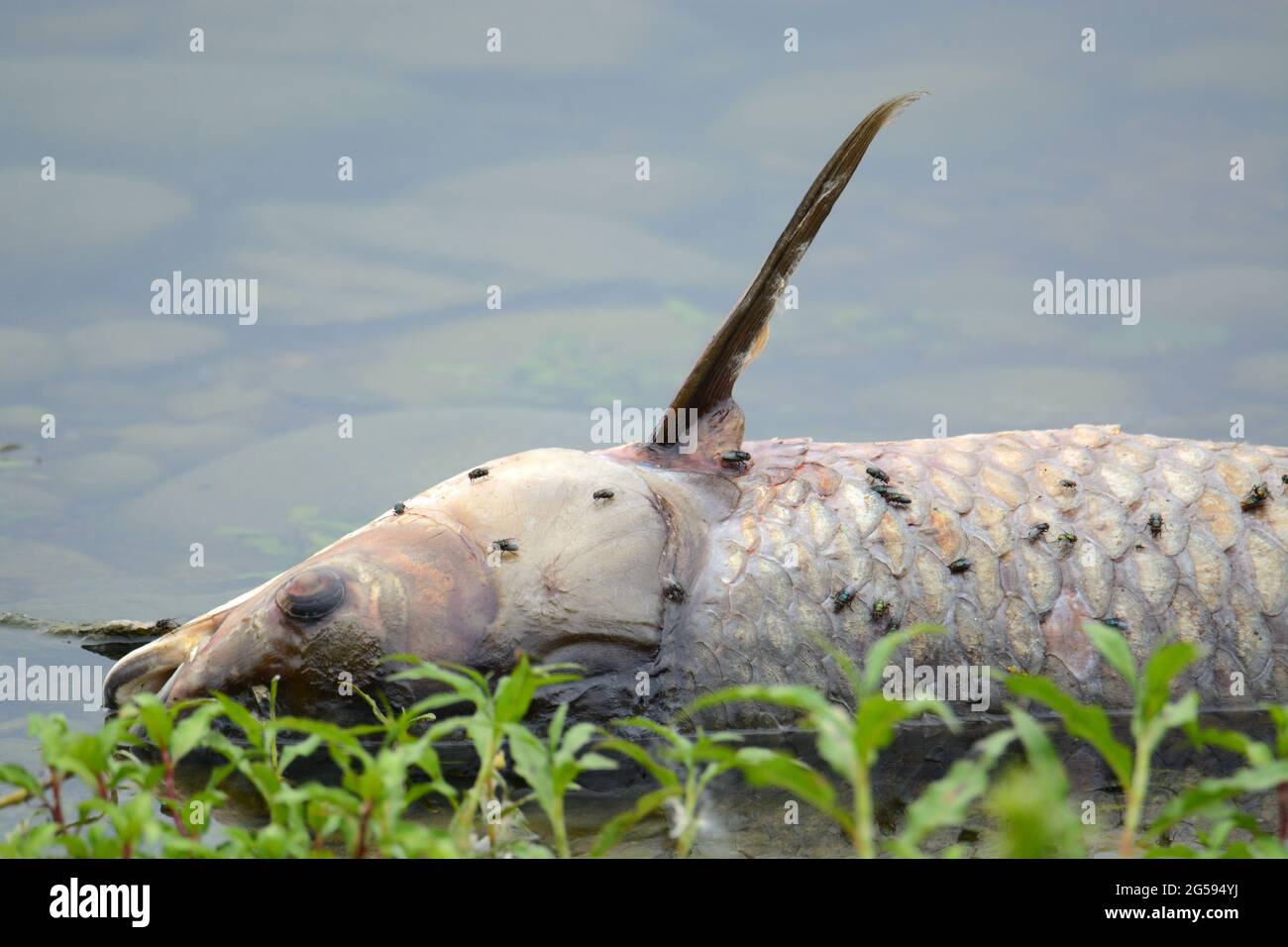 Tote Süßwasserkarpfen Fische am Seeufer und bedeckt mit Fliegen, die den Prozess der Zersetzung beginnen Stockfoto