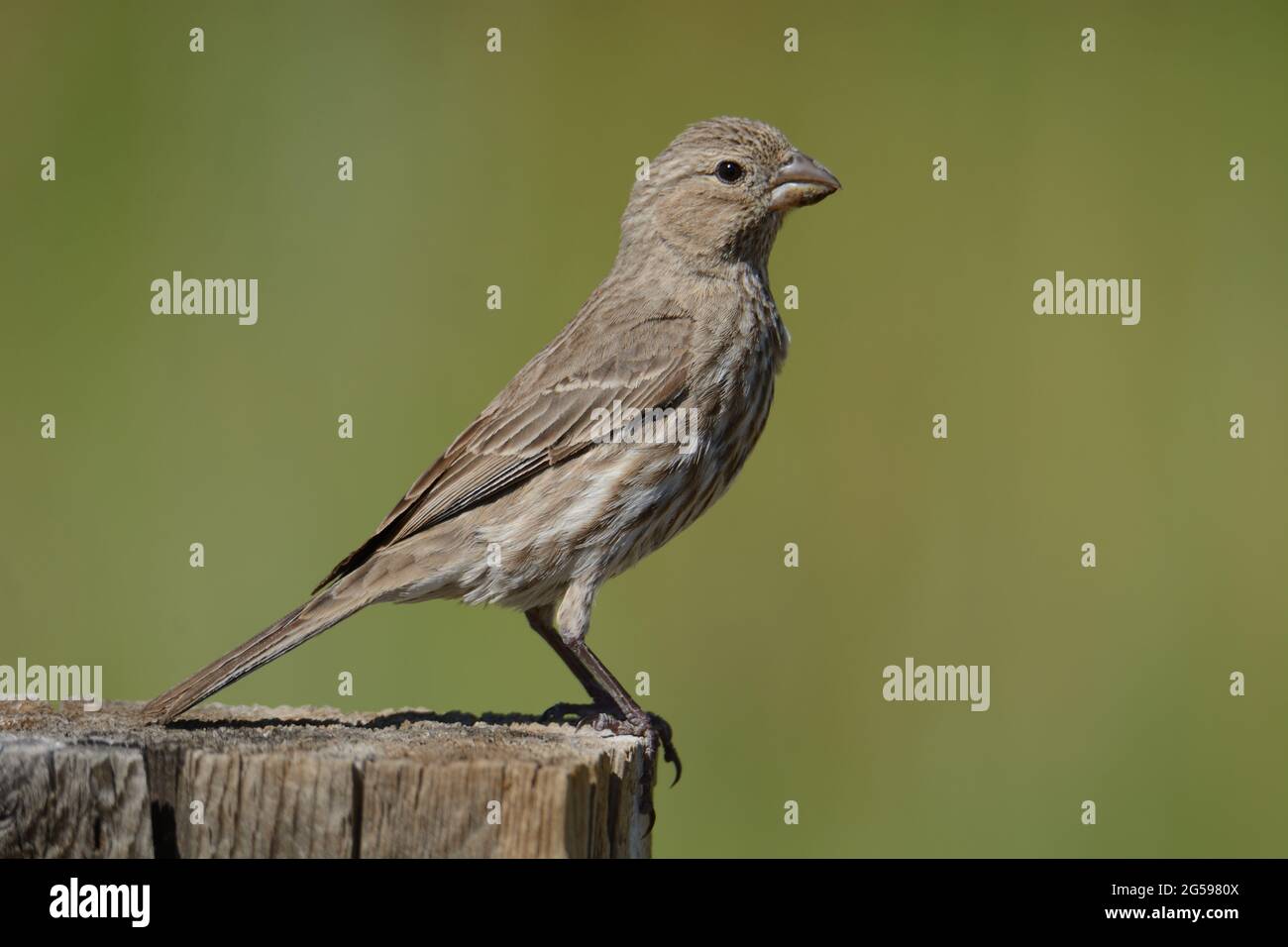 Weiblicher Hausfinkenvögel oder Haemorhous mexicanus, der auf einem Zaunpfosten vor grünem Hintergrund thront Stockfoto