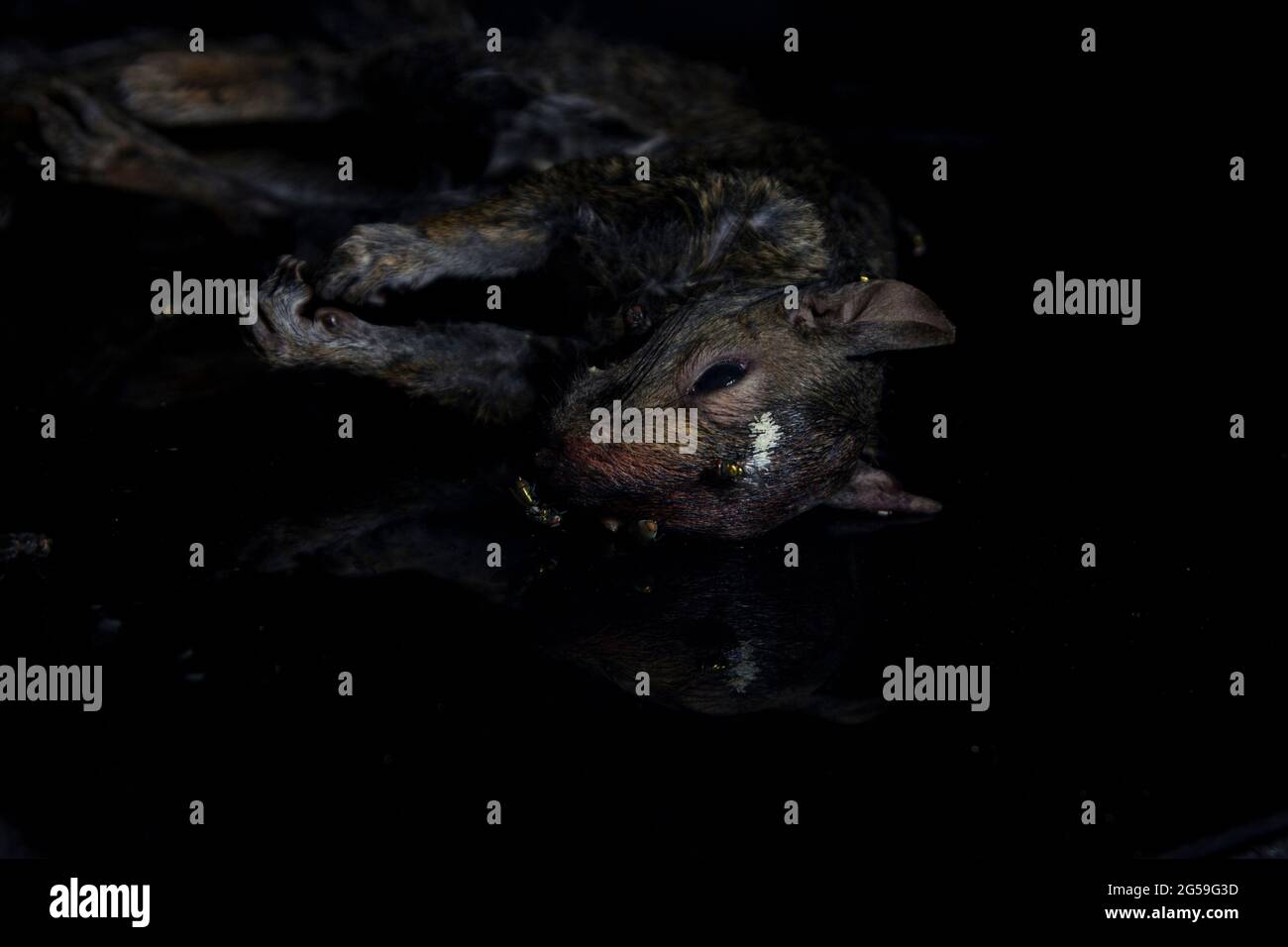 Fliegeneier auf toten Tierhörnchen Zersetzung gelegt. Makro-Zeitraffer von totem Eichhörnchen. Stockfoto