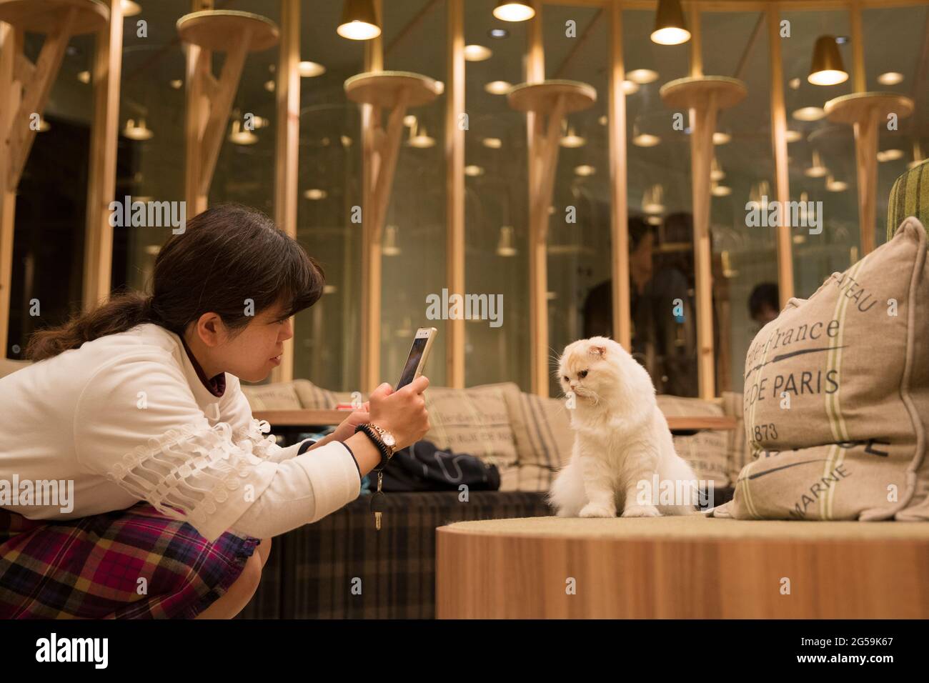 Ein Katzencafe in Tokio, Japan Stockfoto
