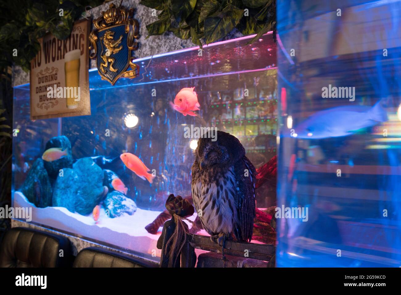 Eine Eule in einem Eulencafe in Tokio, Japan Stockfoto