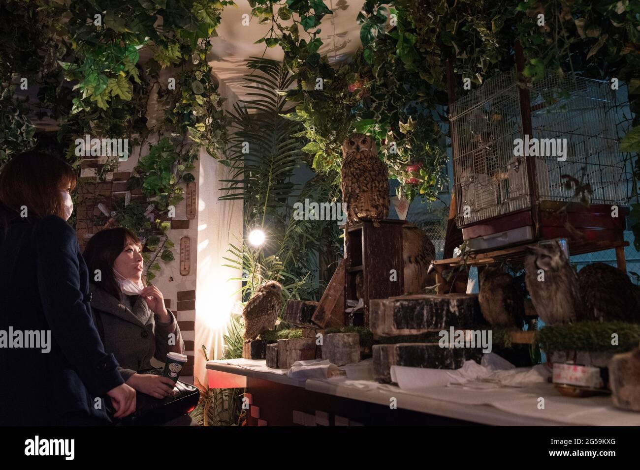 Menschen mit Eulen in einem Eulencafé in Tokio, Japan Stockfoto