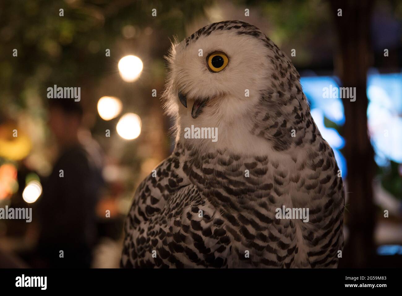 Eine Eule in einem Eulencafe in Tokio, Japan Stockfoto