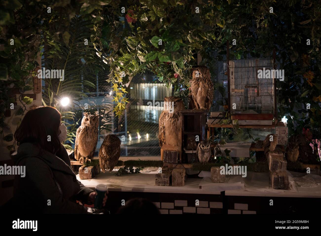 Menschen mit Eulen in einem Eulencafé in Tokio, Japan Stockfoto
