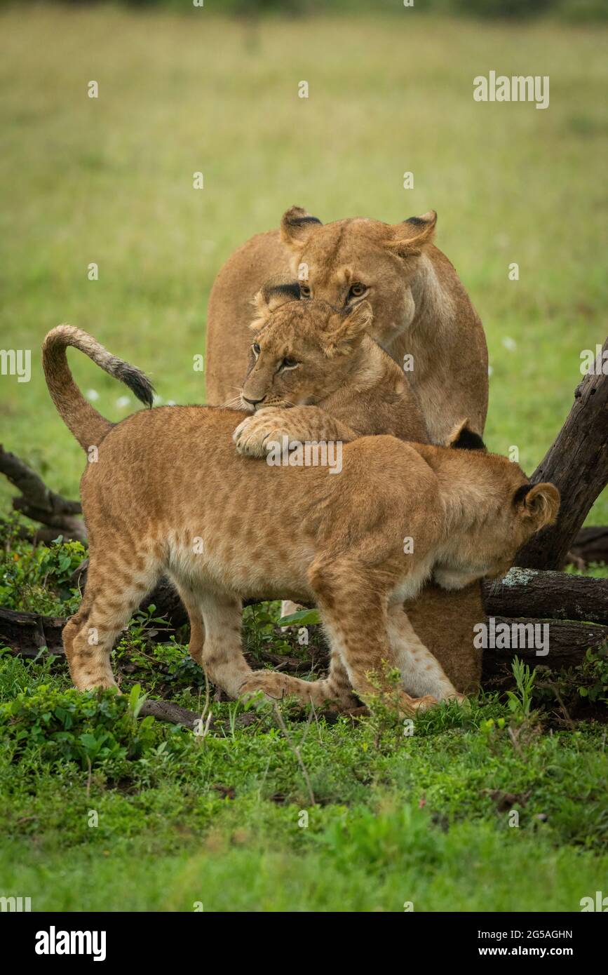 Löwin beobachtet, wie das Löwenjunge auf einen anderen springt Stockfoto