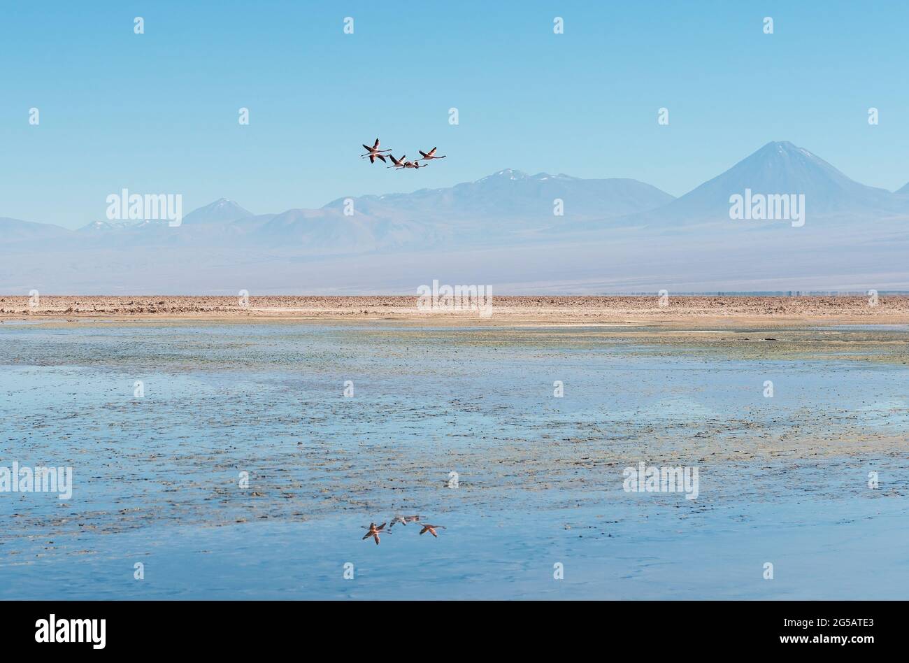 Die James Flamingo (Phoenicoparrus jamesi)-Herde fliegt über der Atacama-Salzwüste, der Atacama-Wüste, Chile. Stockfoto