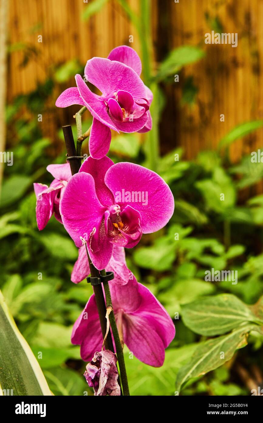 Im Park blühen farbenfrohe Orchideen. Stockfoto